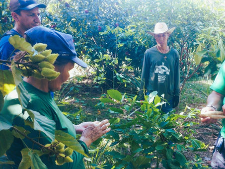 Indígenas da Terra Indígena Caititu participam de oficina sobre gestão de mudas agroflorestais