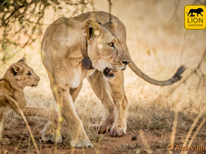 Collared lionness with cub - Ami Vitale for Lion Landscapes