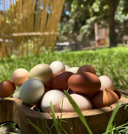 Huevos Orchard.jpeg