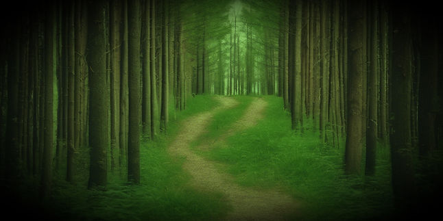 two paths in a forest_edited.jpg