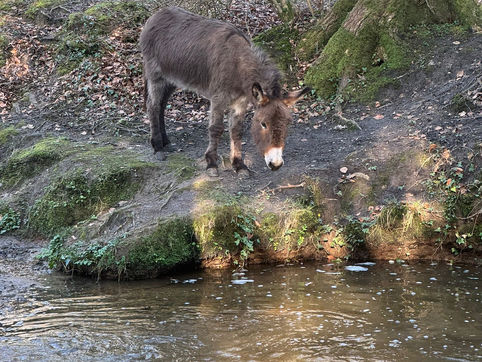 Badger Class Minstead Day 1