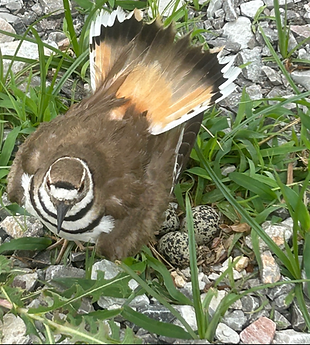 Bird Kildee & eggs 2.png