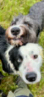 Mobile dog grooming