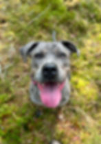 Secure and stress-free pet transport solutions.