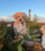Highlands dog walking