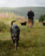 Highlands dog walking