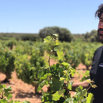 venta-la-vega-vineyard