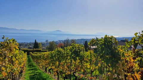 Domaine Le Puits - Vin Vaudois - Gland - Vich - Mont-sur-Rolle