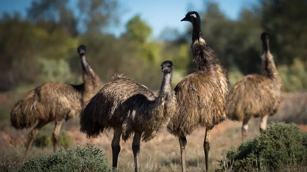 The+running+of+the+Emu's+V2+by+Andrew+J+Bourke+2017.webp