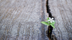 אביב בלב: על צמיחה, התחדשות וחיבוק מהטבע