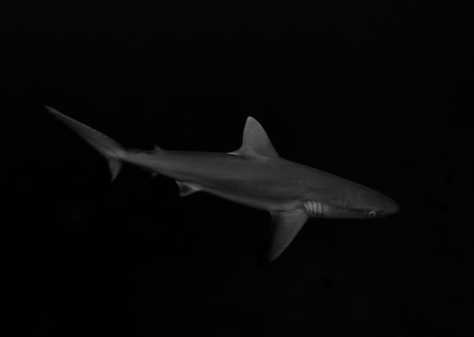 C40A0425.jpg