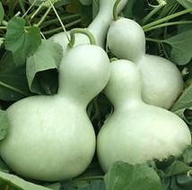 Bottle, gourd.jpg