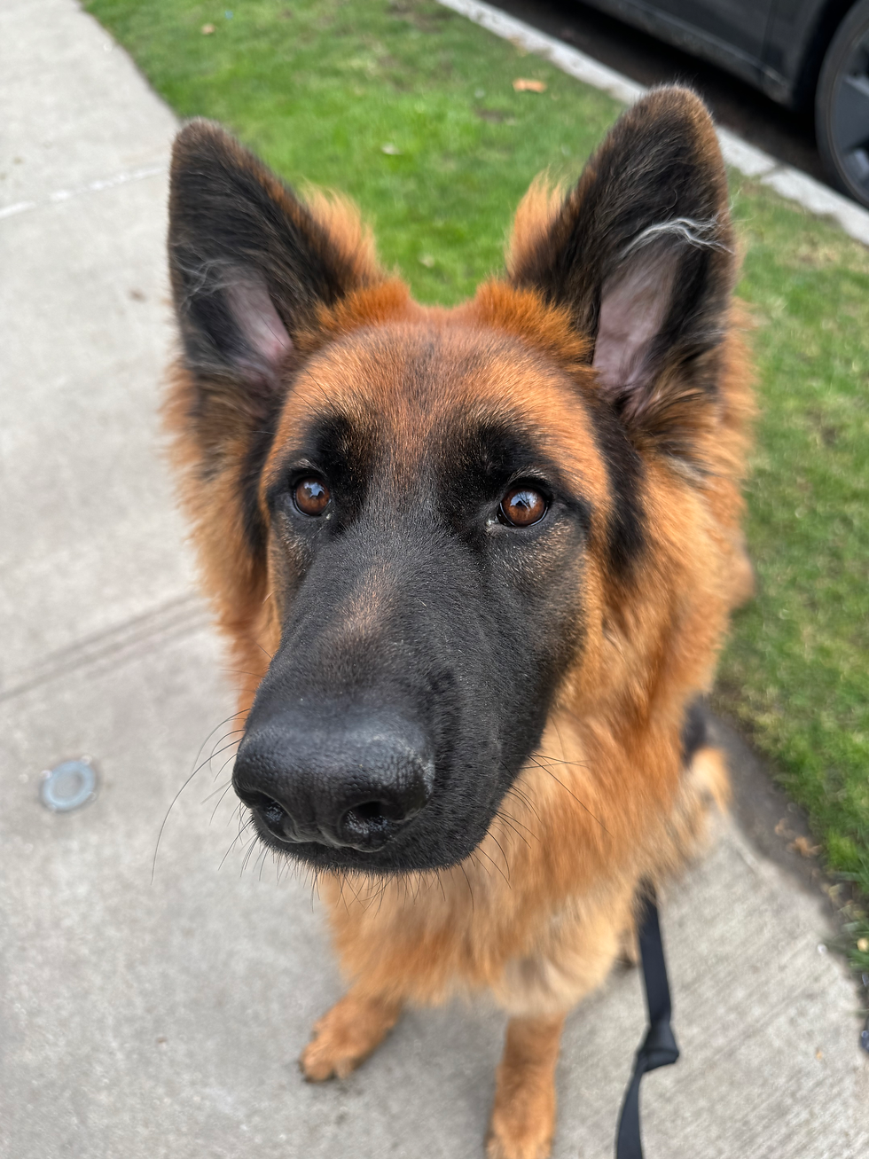 Brooklyn pet sitting