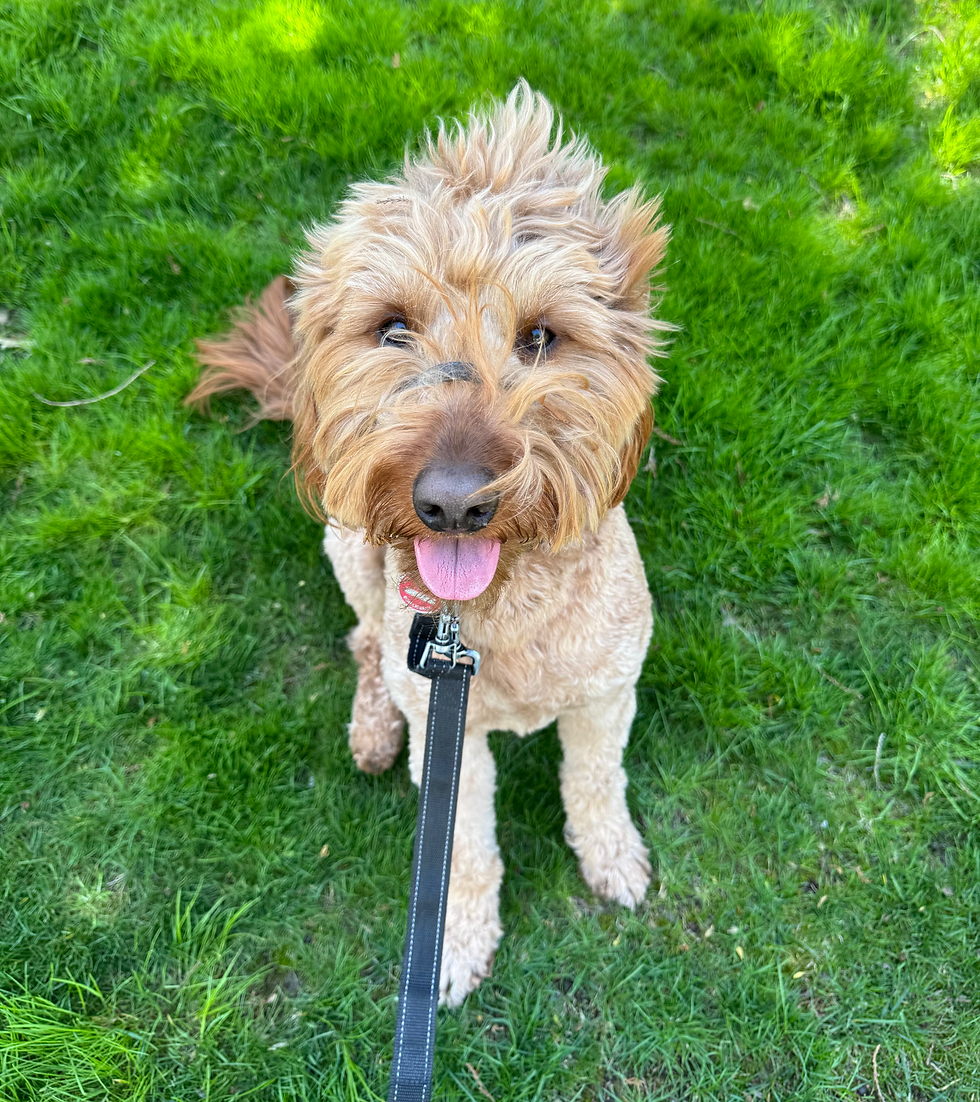 Midwood dog walking