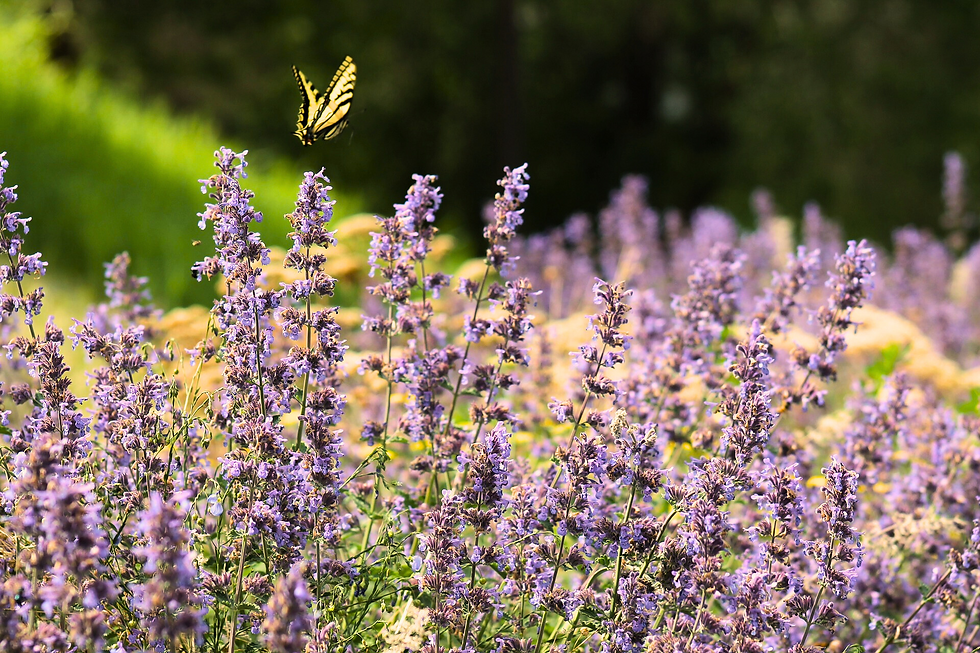 lavender butterfly adjusted (1).png