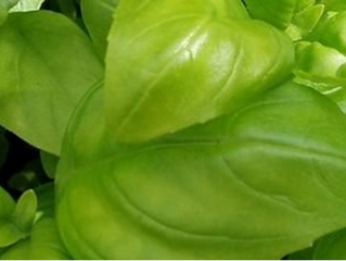 15 spices and herbs that fight diabetes 种对抗糖尿病的香料和草药