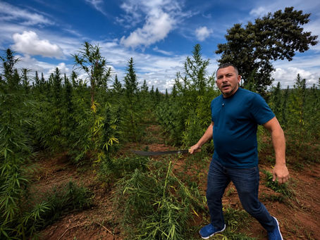 Vereador denuncia falhas em operação contra plantação de maconha no Ceará