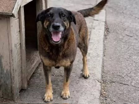 Pais e adolescentes são alvo de operação policial após morte brutal de cão comunitário em Florianópolis