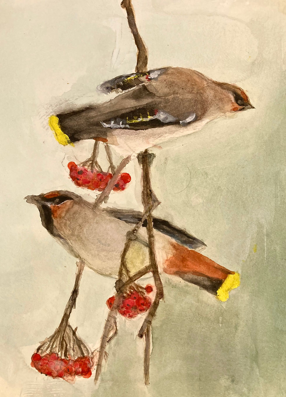Watercolor, Waxwings, 15yrs old