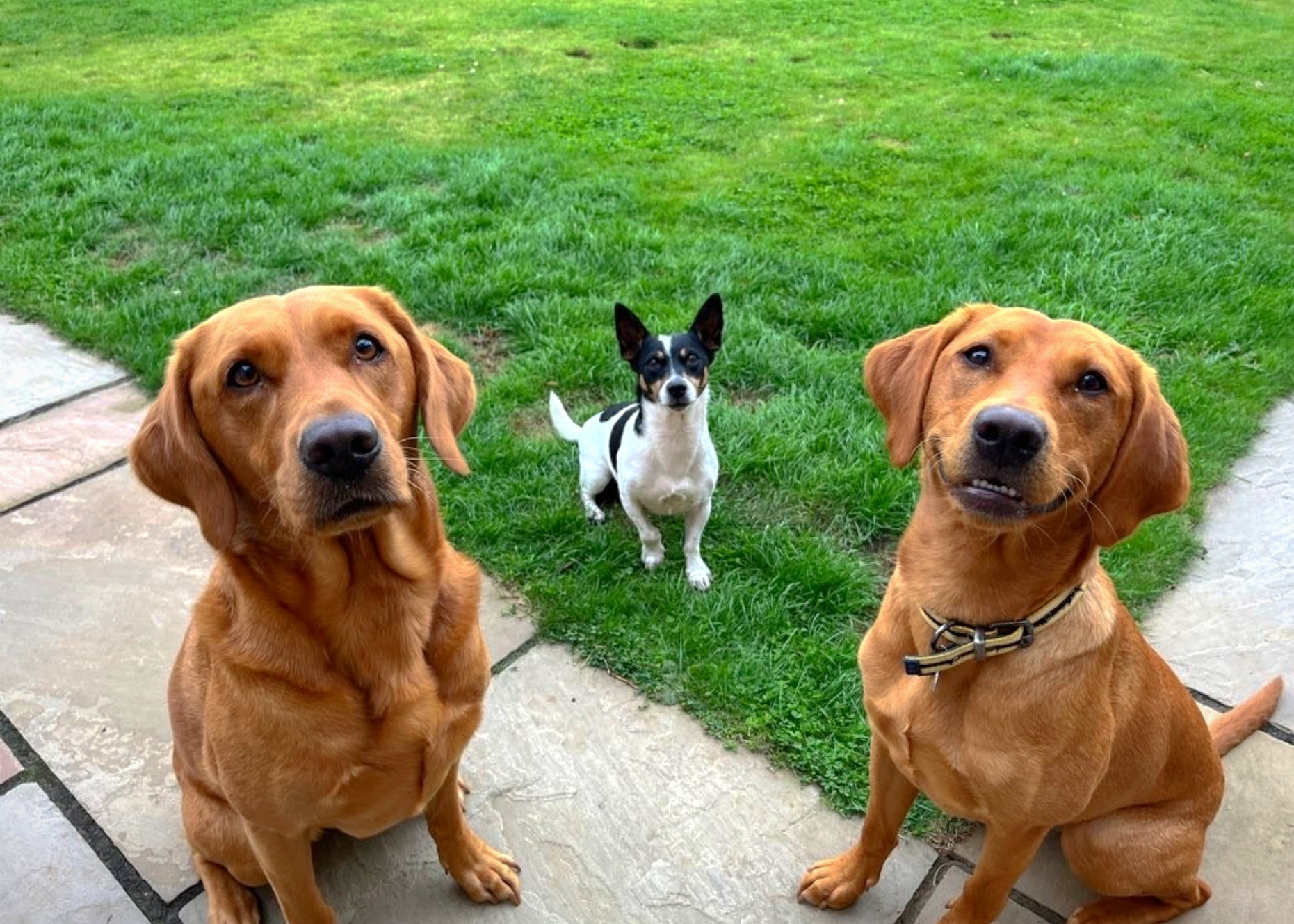 Top and Tails Pet Service Pet Sitting Lincoln and Bourne, England