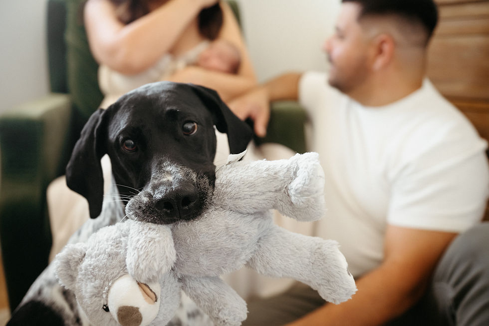 Dog holding a gray teddy bear, with a man and woman with a baby in the blurred background. Cozy, warm setting with a green chair.