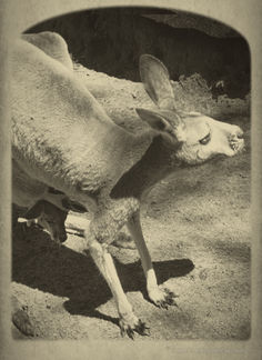 Robert Fraisl - Abenteuer am Hippie Trail: Schwarz-Weiß-Foto von zwei Kängurus, Australien