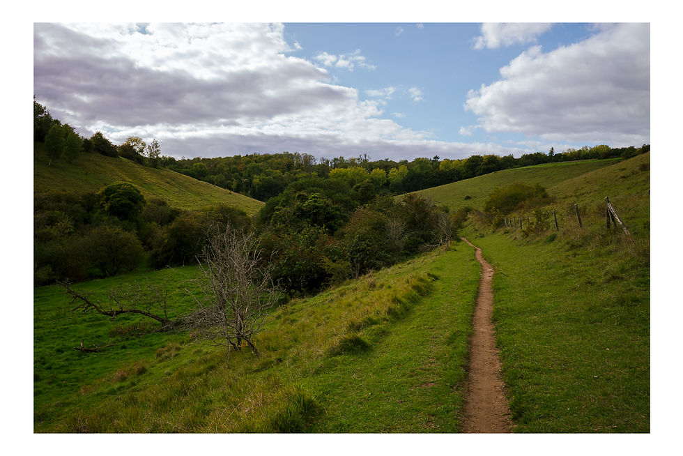 West Yatton Down - an oasis of calm