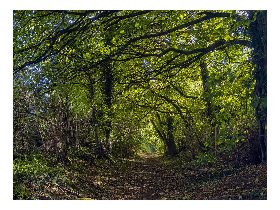 Public track to Giddeahall