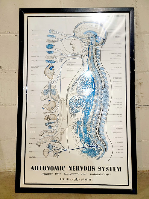 Framed Autonomic Nervous System
