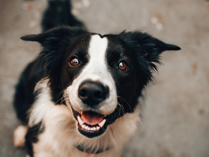 Turkey Tail for Dogs: What It Is, Why Vets Are Paying Attention, and How to Use It Safely