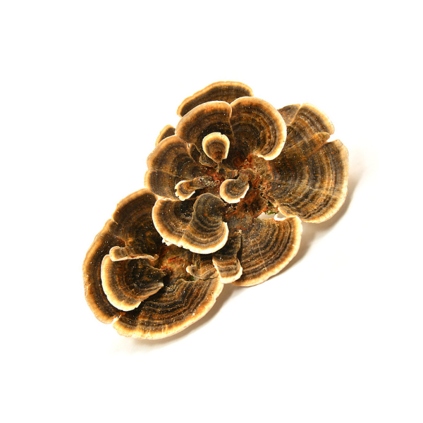 Turkey Tail mushroom tincture