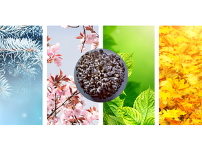 Growing Mushrooms Year-Round: Adapting to Seasonal Changes