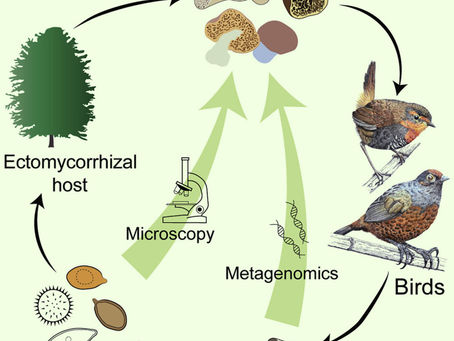 Spore 1.06 Crack REPACK