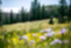Bild einer Bergwiese, übersät mit bunten Blumen, im Hintergrund ein Tannenwald und Berge. Die ätherischen Öle, die Sie bei Savun Engiadina kaufen können, stammen von solchen Alpenwiesen in der Schweiz.