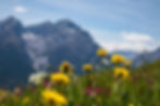Ein Foto von Bergen, im Vordergrund Blumen bei sonnigem Wetter. Es steht für den Ort der Seifenmanufaktur Schweiz.
