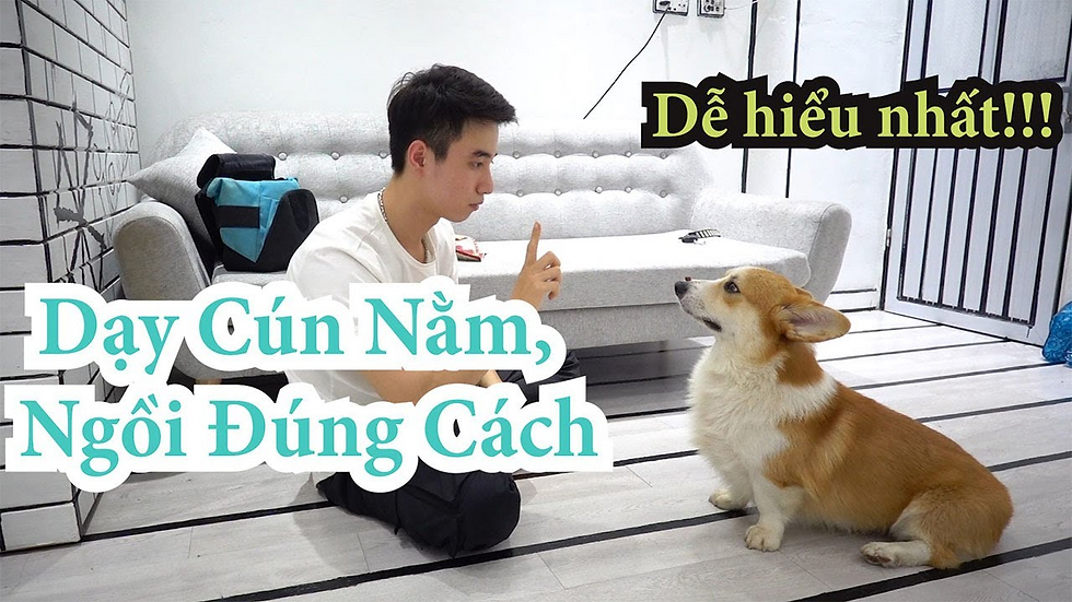 Dạy thú cưng cách ngồi