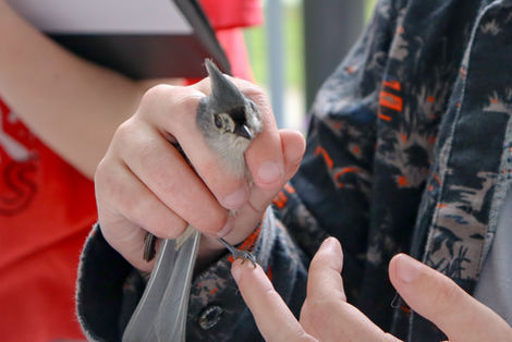 Baeolophus bicolor - Tufted Titmouse