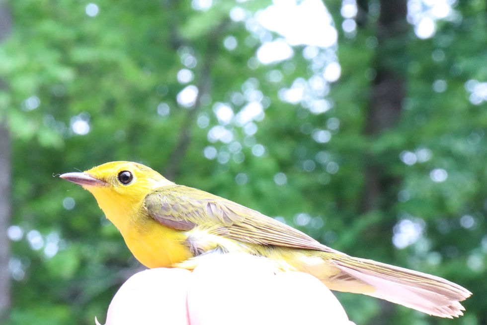 Setophaga citrina - Hooded Warbler