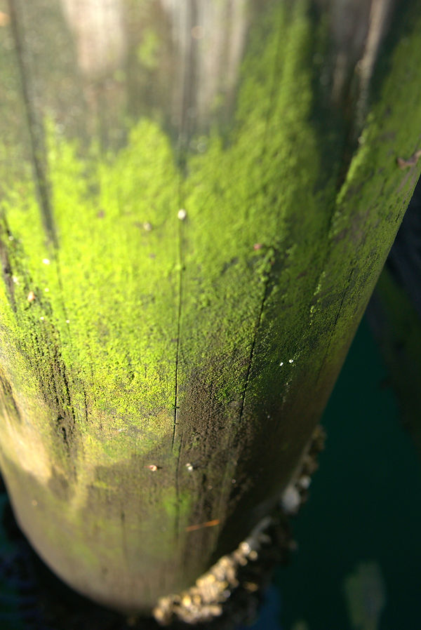 Close up of a column covered in moss