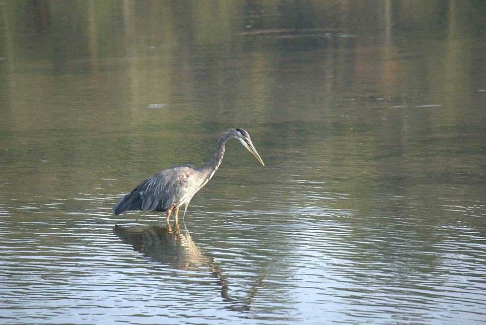 A beautiful Heron in Esquimalt Lagoon Victoria BC lagoon