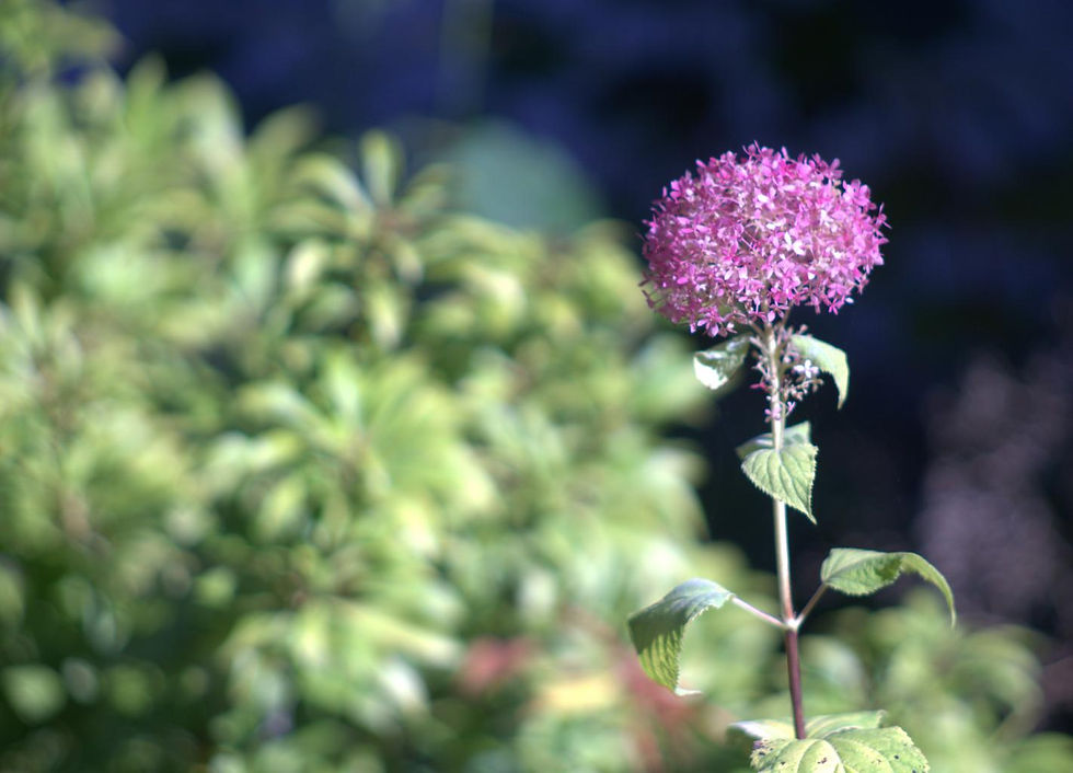 A photograph of a  pink smooth hydrangea