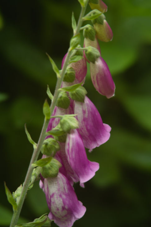 A beautiful flower taken with a vintage lens