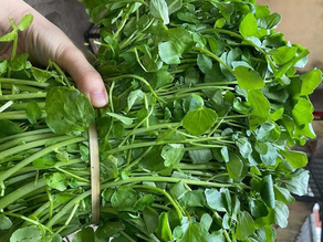 Cải Xoong – "Siêu Rau" Được CDC Mỹ Công Nhận Nhưng Có Thể Gây Hại Gan Nếu Ăn Sai Cách