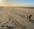 superhond aan zee.jpeg