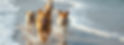 dogs running happily along a beach into the waves.jpg