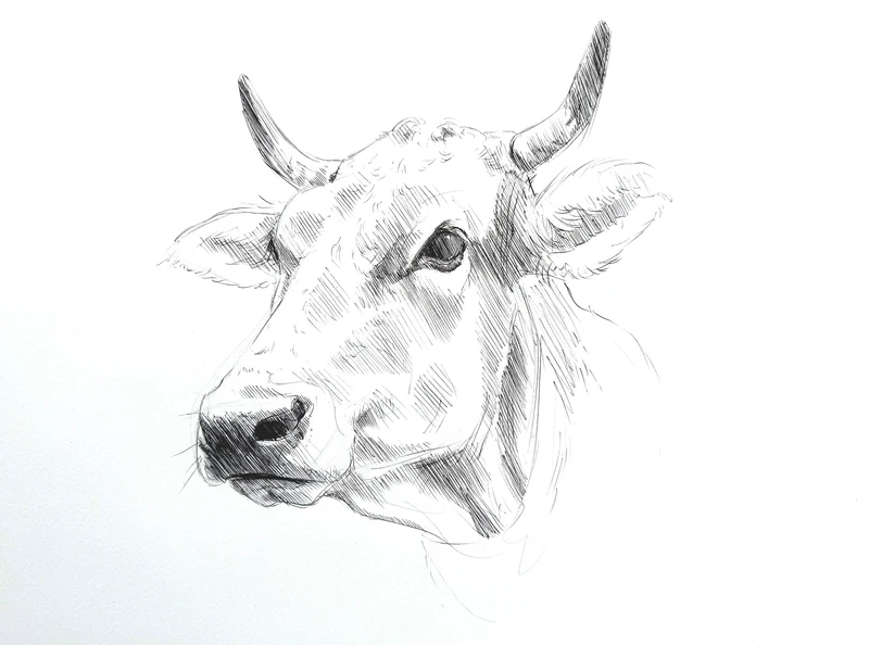 Tiere zeichnen lernen – Fell, Federn und realistische Tierportraits zeichnen
