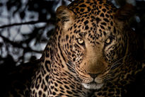 Sandra Risi, Photographer, Photography, Fotografin, Foto, Switzerland, Travel, Artist, Animals, Wildlife, Africa, Kenya, Namibia, Safari, Adventure, Tanzania. Serengeti 