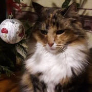 Former residents of 38 Kitty Street.
5th. Story.
Five shades of Camilla’s adoption.