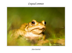 Crapaud commun