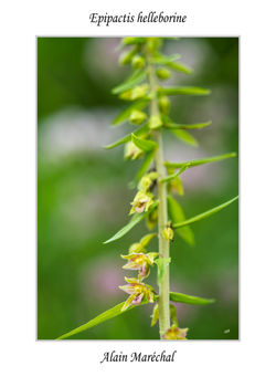 Epipactis helleborine 1